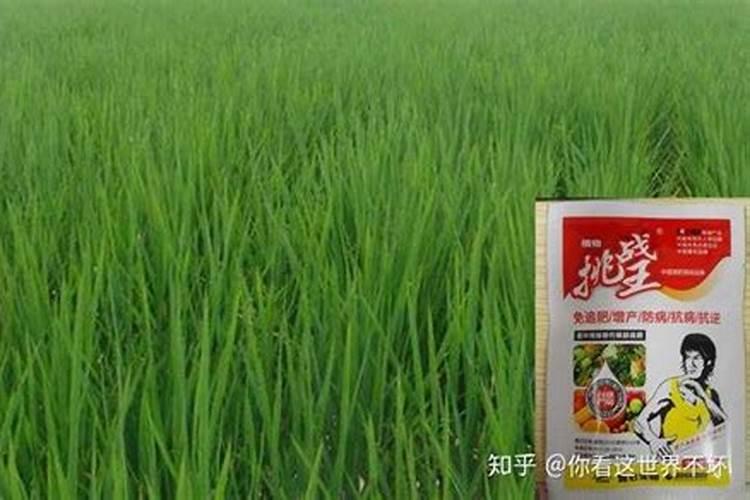 水稻育苗及秧苗期管理方法