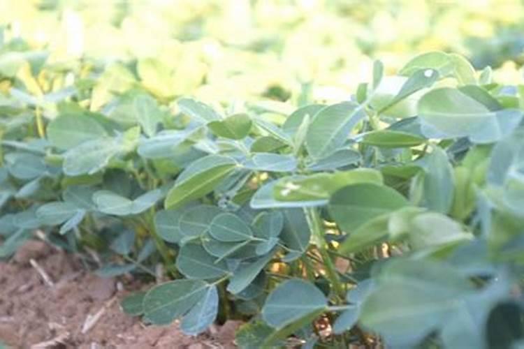 花生高产施肥关键时期,这几个千万不能错过