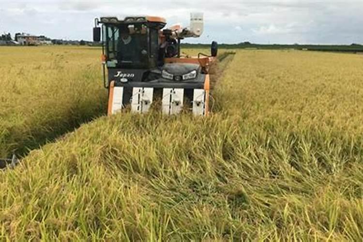 水稻专用叶面肥哪个厂家好？叶面肥哪个品牌好？叶面肥用根小子效果好...