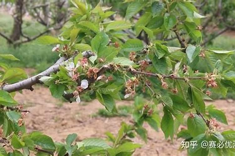 增加水果甜度的肥料