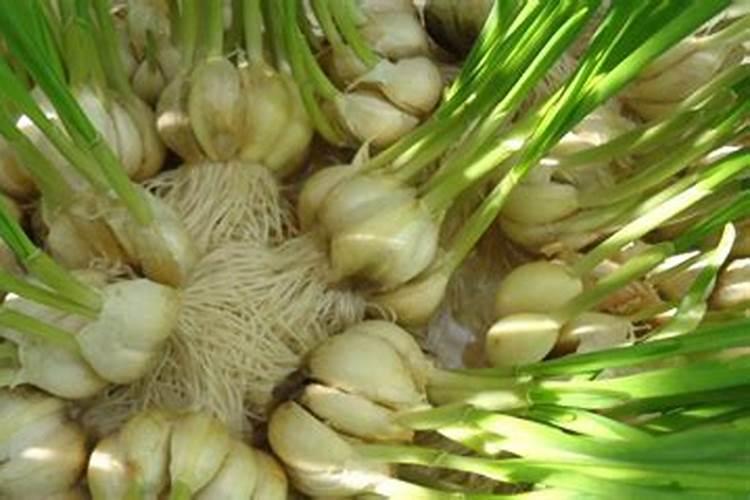 怎么让韭菜越长越粗？