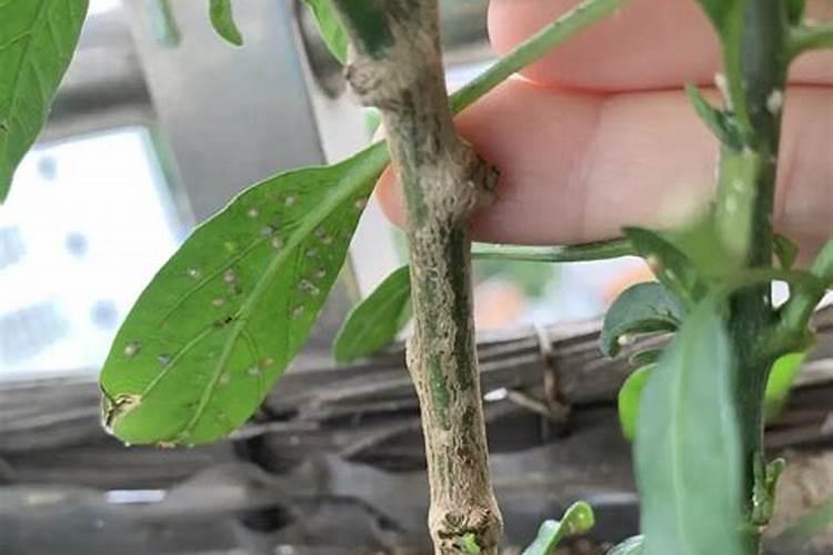 春天果树头遍药打什么