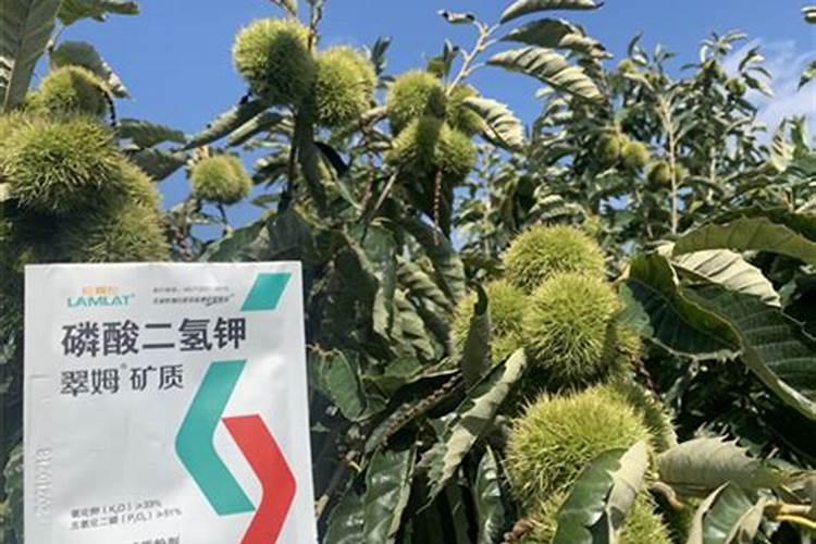 板栗长的小用什么肥料？