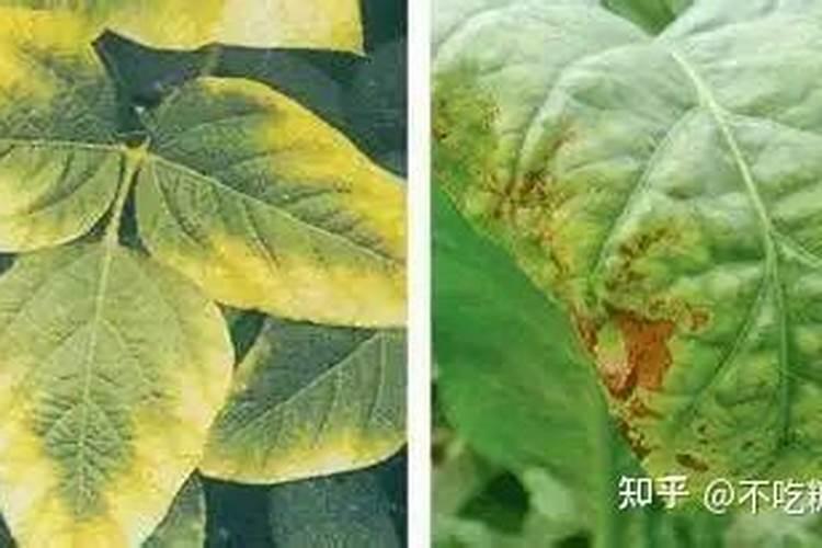 缺钾或钾过量对花卉有哪些影响？