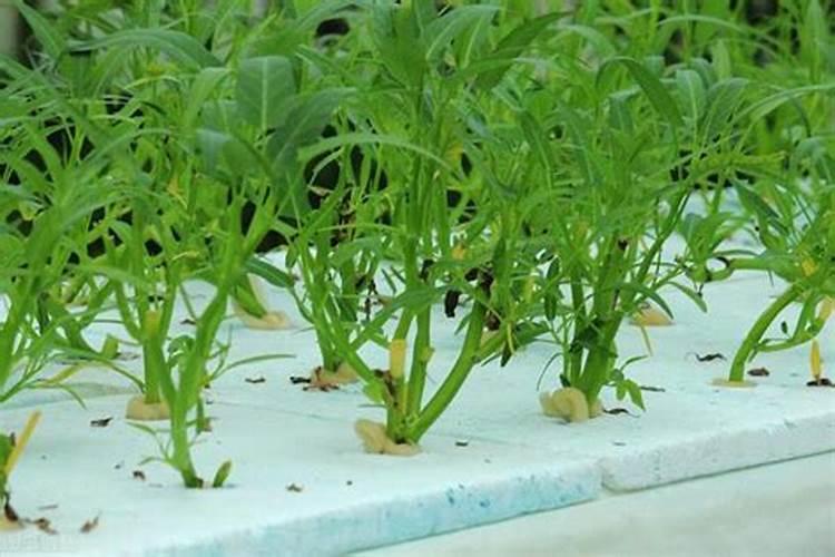 芸苔素打多了会怎么样 有哪些副作用