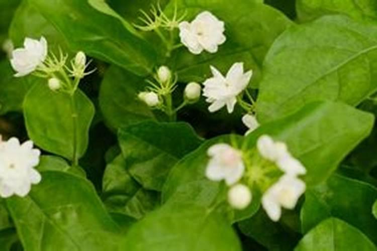 小麦除草最佳时间 小麦除草需要用什么药物