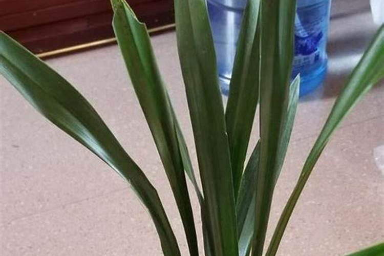 墨兰用什么肥料最好