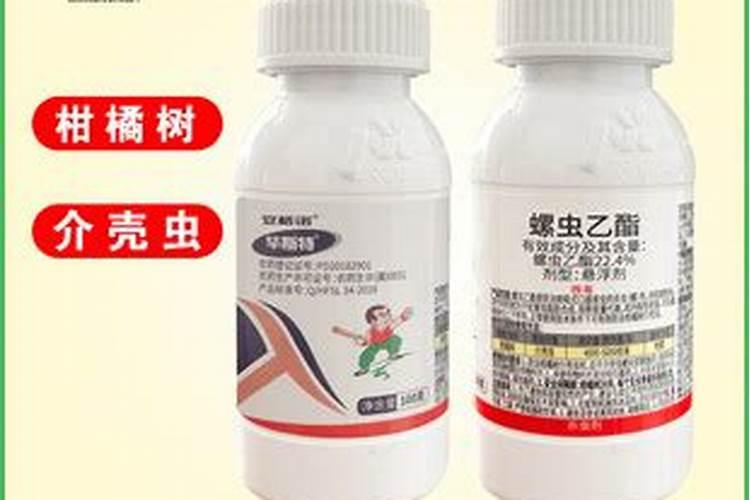 月季杆子上有很多白点是怎么回事？