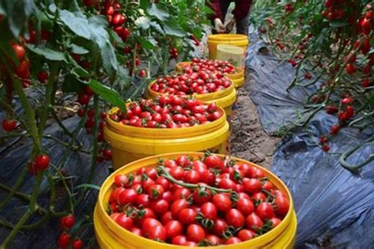 番茄怎么施肥才能高产