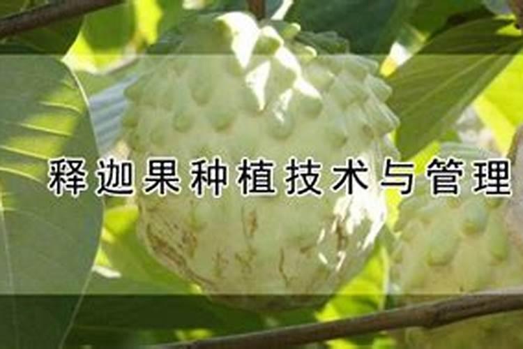 释迦果种植方法和技巧
