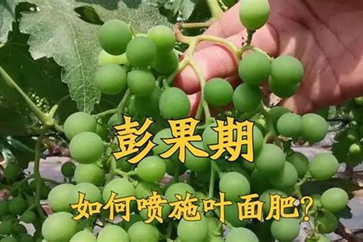 请问怎样催熟猕猴桃呢？