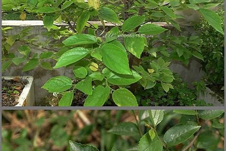 花肥里有山梨酸钾能浇花吗？