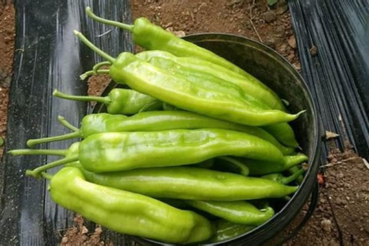 辣椒初花期需要什么肥