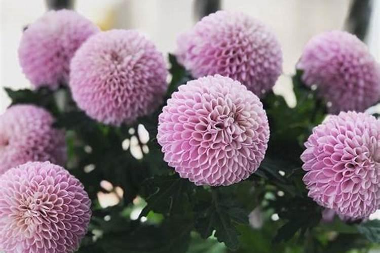 乒乓菊花期多久