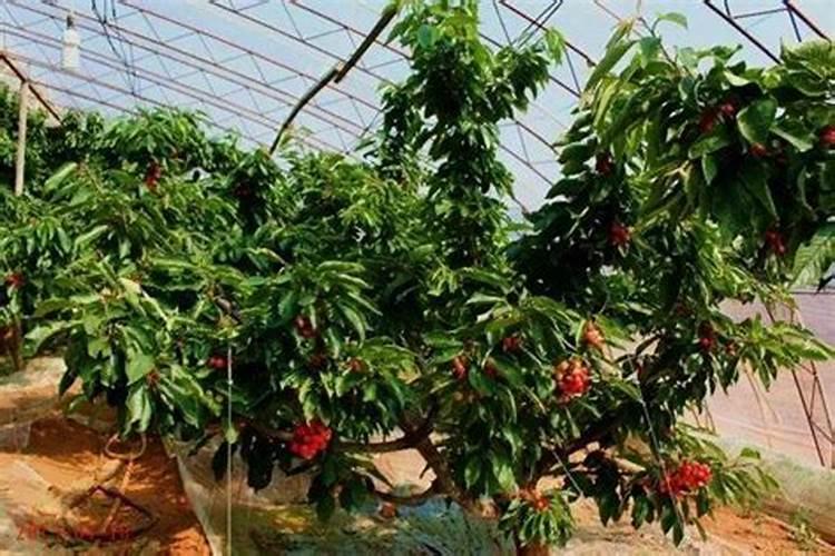 大樱桃树使用黄腐酸钾上基肥可以吗？