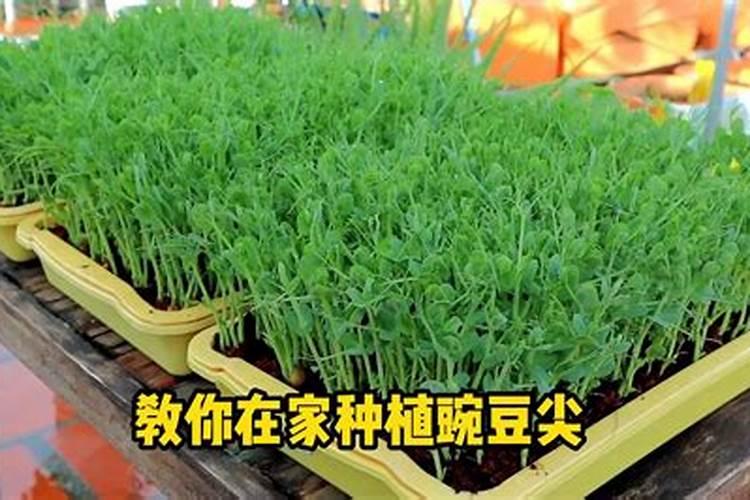 种豌豆尖用什么肥料才长得壮？