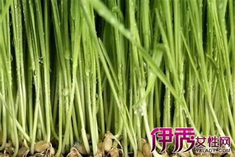 芹菜病虫害的防治方法