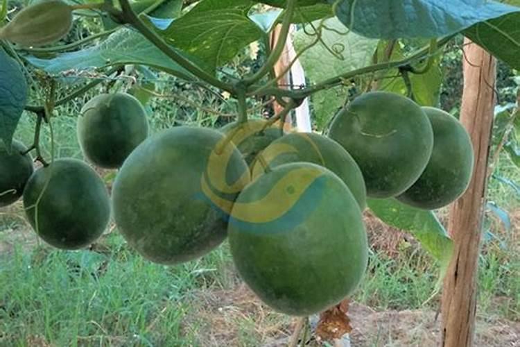 雅萃水溶肥料可以淋得罗汉果苗吗？