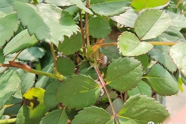 3月底月季花常见问题与处理方法