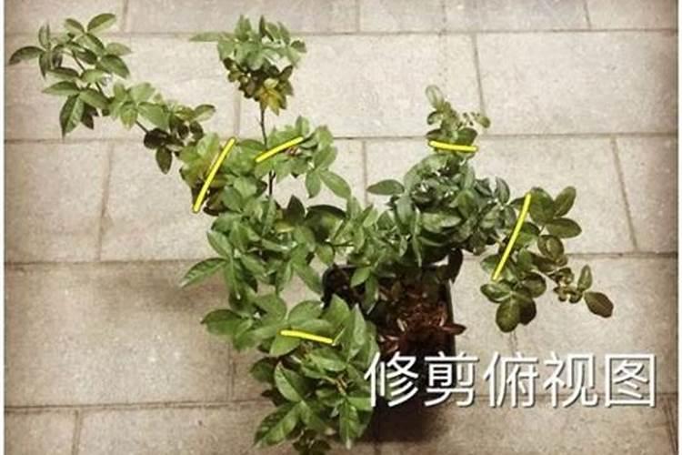 寒冷冬天如何提高栀子花的抗性