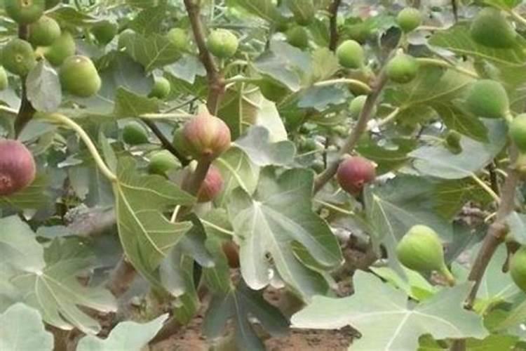 湖南益阳可以大面积种植无花果吗？