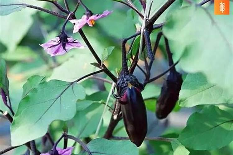 茄子最忌三种肥料
