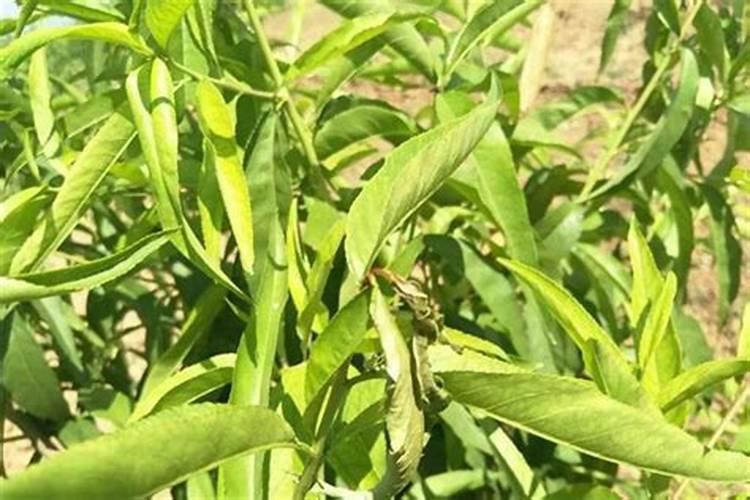 桃树黄叶是什么原因 有哪些防治方法