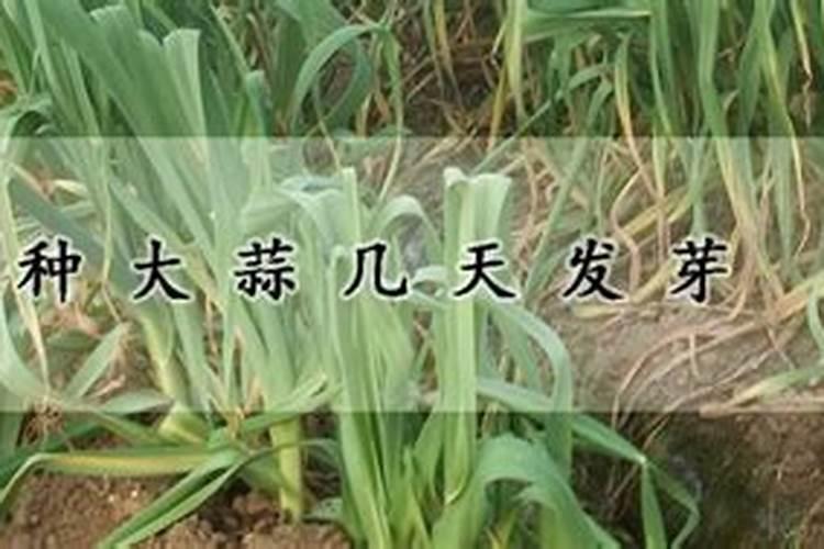 大蒜发芽后多久可以施肥