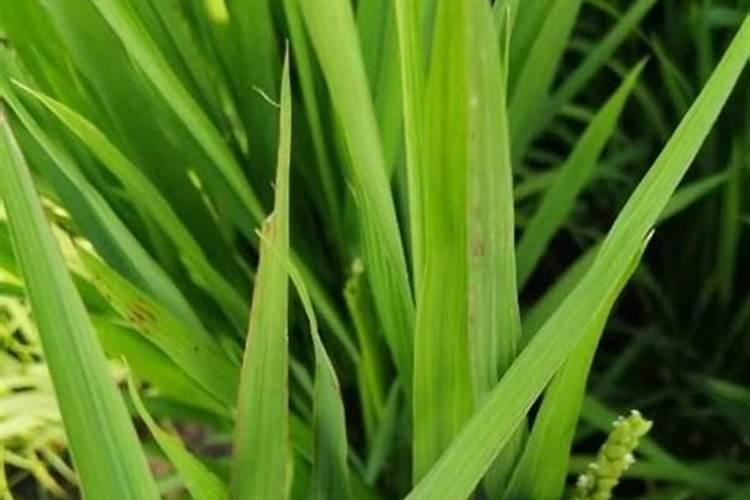 花盆种菜怎么施肥 花盆种菜如何施肥