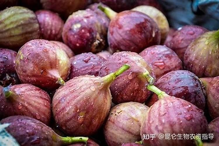 盆栽无花果施什么肥最好