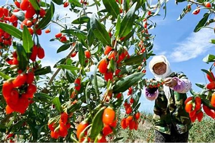 枸杞菜种植方法