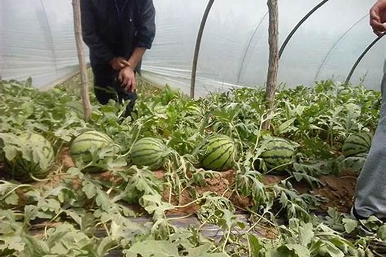 西瓜可以用芸苔素加磷酸二氢钾加多菌灵一起使用能吗？