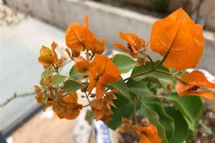 韭菜用什么肥料