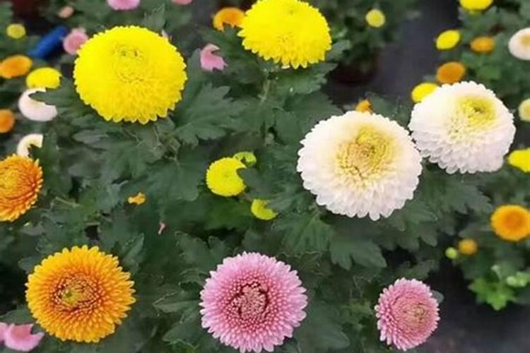 芸苔素内脂是不是激素？在葡萄上可以经常用吗？