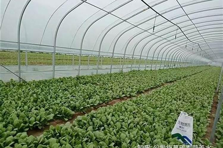 磷肥和钾肥能一起用吗