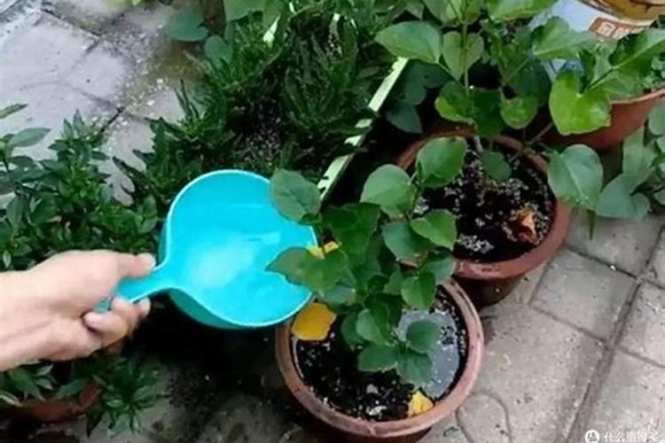 尿素化水冲施效果怎么样