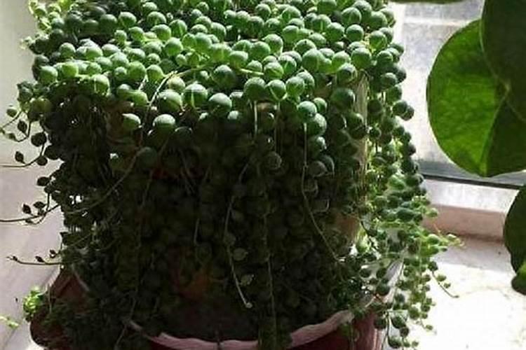 烟草施钾肥过量症状 有哪些坏处