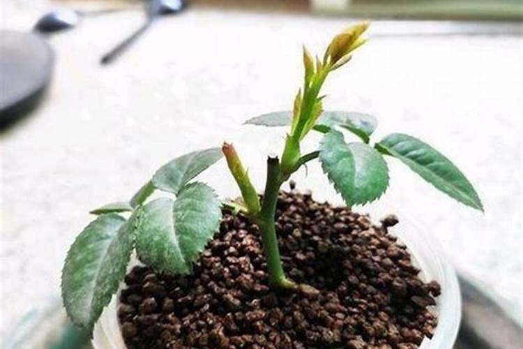 氮肥好还是氮磷钾复合肥好
