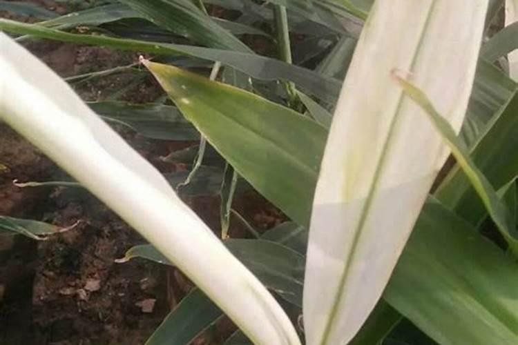 种植大姜中后期如何管理才高产？