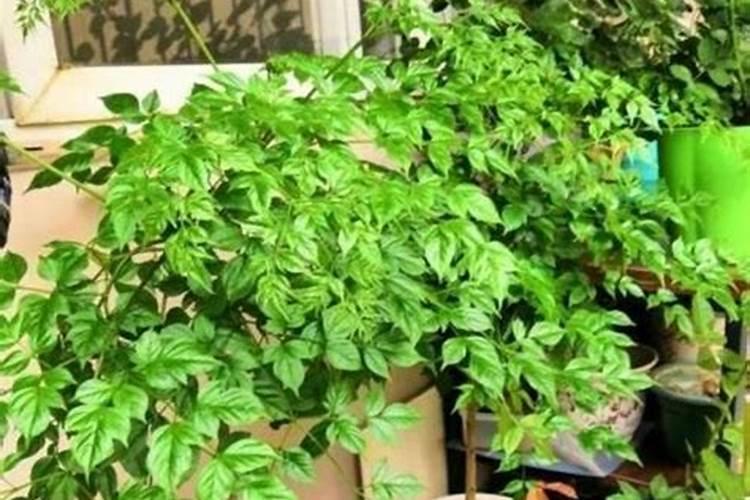 橘子皮泡水可以浇白掌吗