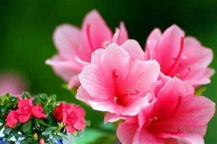 小麦养花打什么药,小麦发黄打啥药