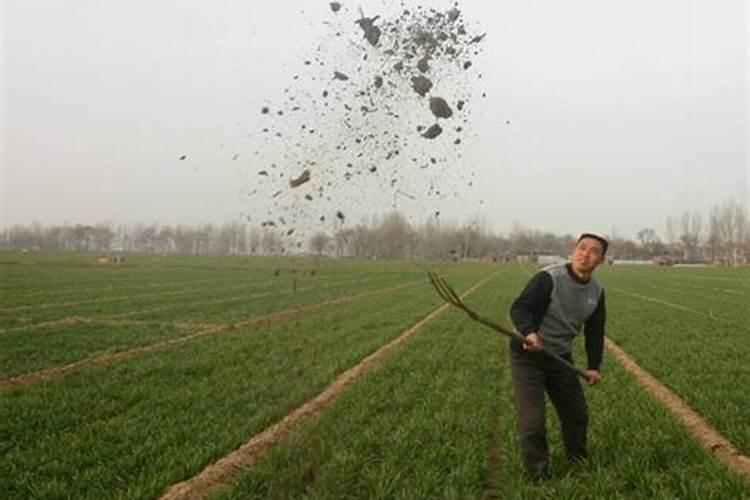 草木灰的正确使用方法