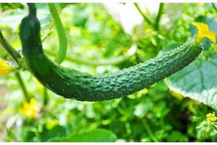 黄瓜沾花时加叶面肥可以的。