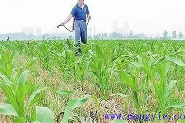 玉米顶部叶片卷曲的原因与防治技术