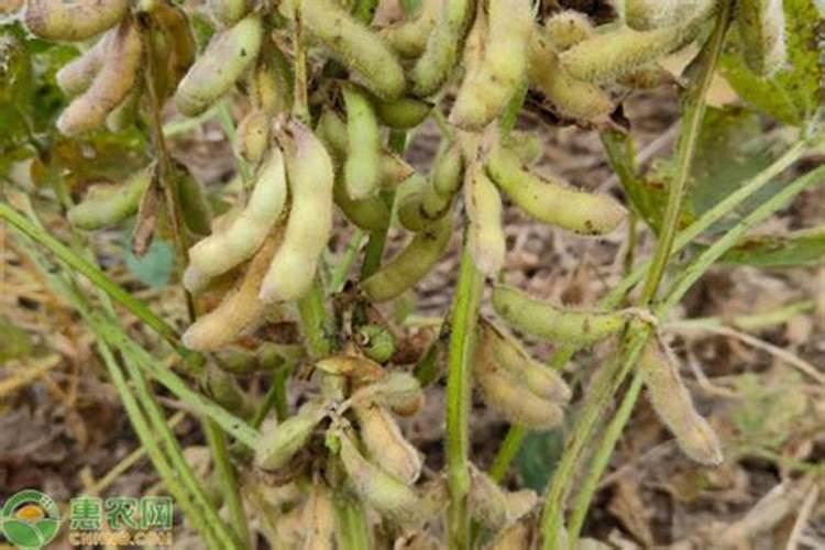 大棚种植豆角每亩的产量是多少斤？