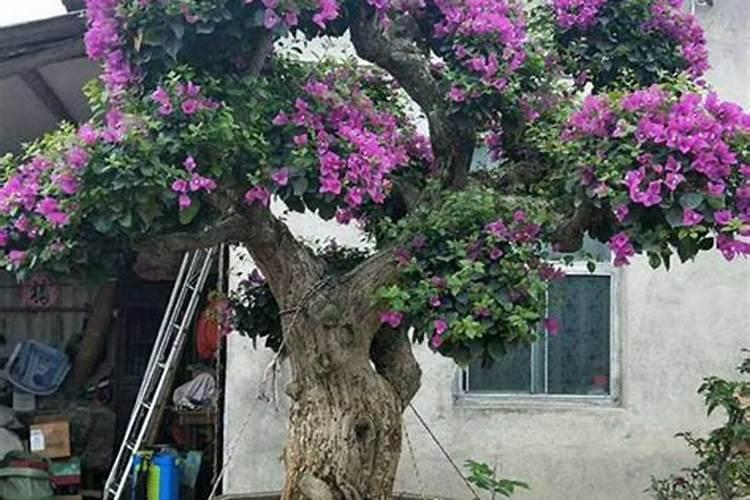 桂湖复合肥151515低氯复合肥,是真的吗？