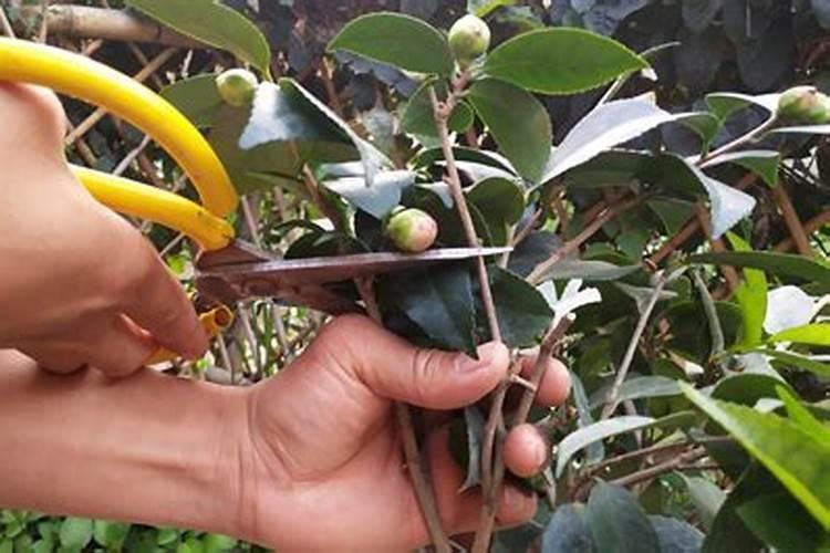 茶花什么时候剪枝合适
