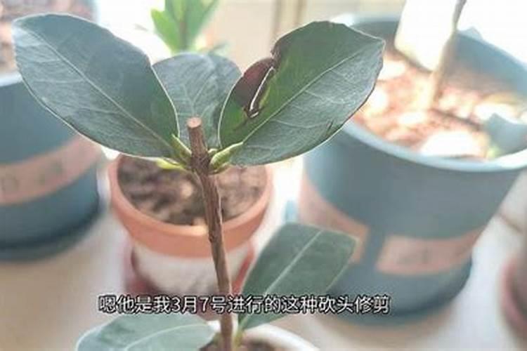 茶花开花后怎么养护