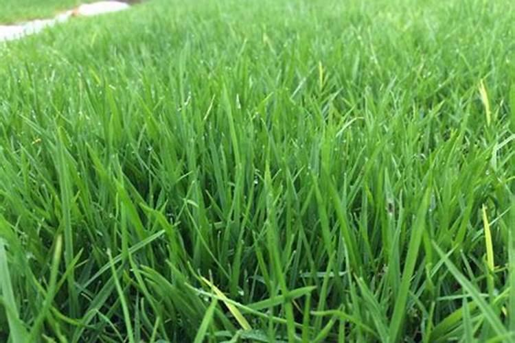秋香菜什么时间播种？怎么种植出苗快、出苗齐、长势旺？