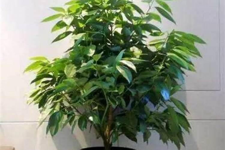 兰花喷药后用吹干吗？